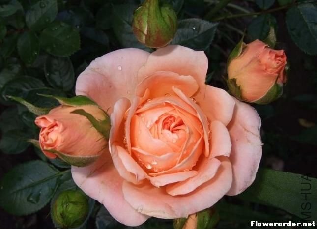 ���Σ�Sweet Dream��2.jpg