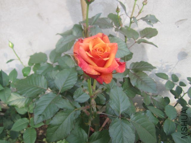 ӣ�Ұ�����1.JPG