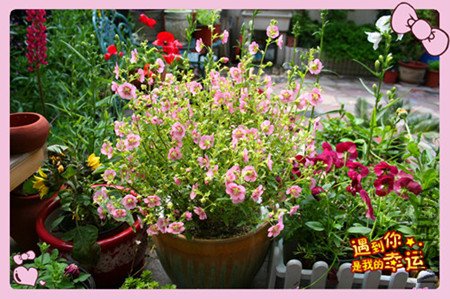 ��Ƭ 008_����ľ1_����.jpg