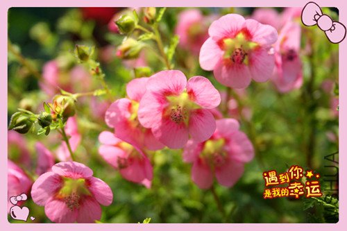 ��Ƭ 009_��ľ2.jpg