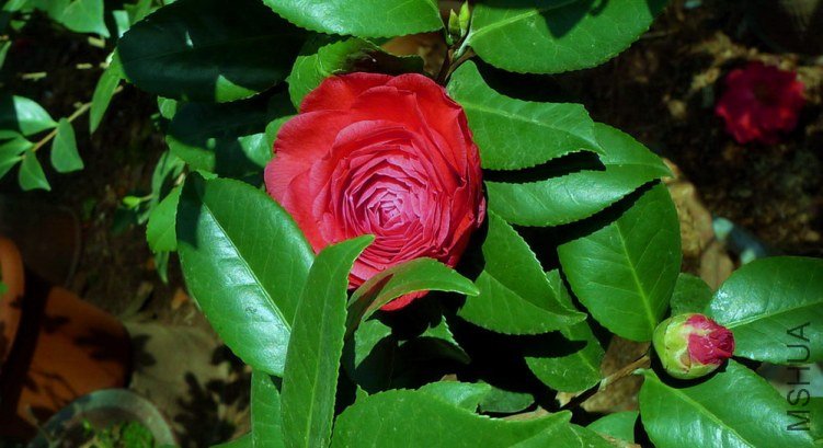 P1370914.jpg