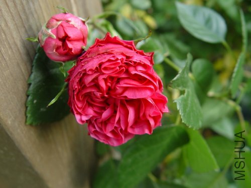 DSC09181.jpg