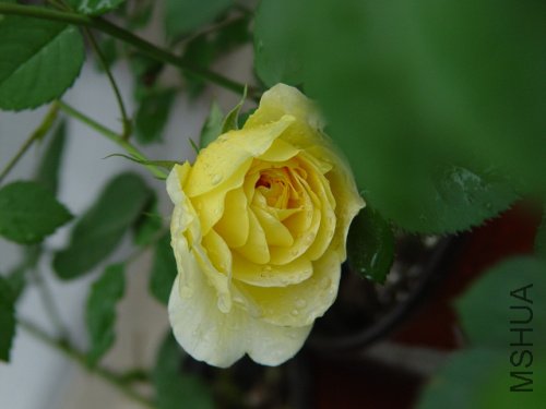 DSC09208.jpg