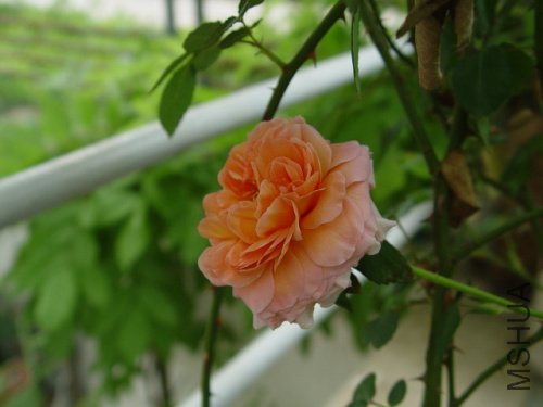 DSC09232.jpg