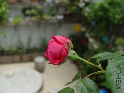DSC09233.jpg