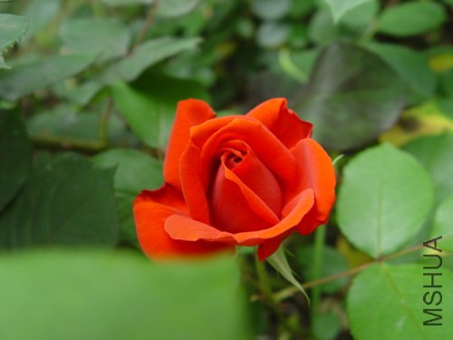 DSC09236.jpg