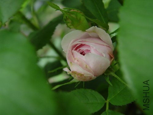 DSC09238.jpg
