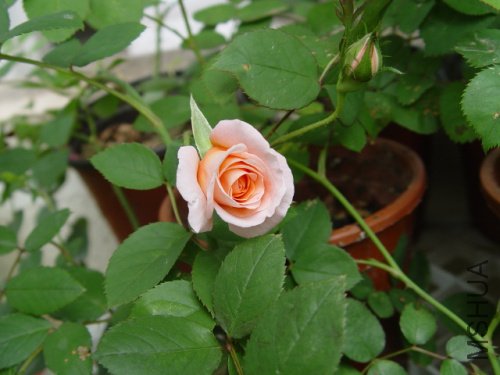 DSC09240.jpg