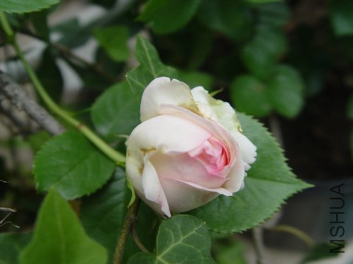 DSC09247.jpg