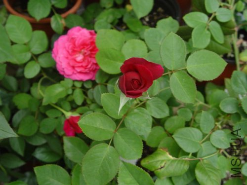 DSC09242.jpg