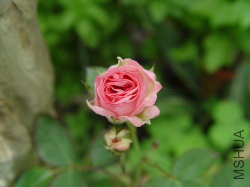 DSC09243.jpg
