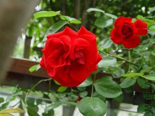 DSC09245.jpg