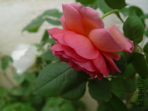 DSC09246.jpg