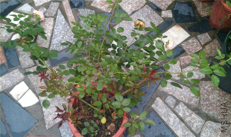 IMAG0552_����.jpg