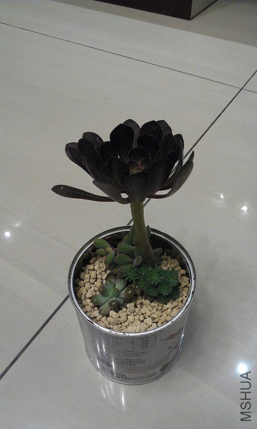IMAG0271.jpg
