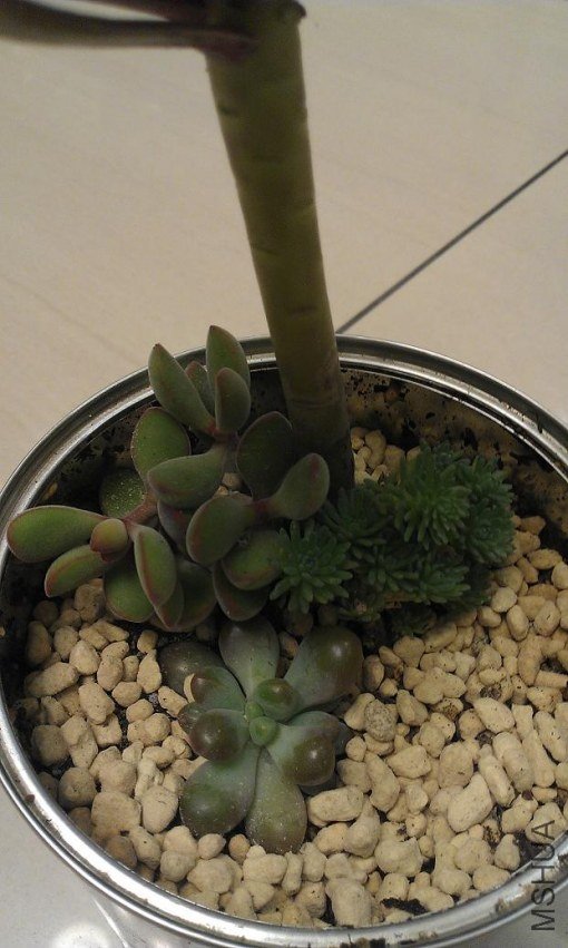 IMAG0272.jpg