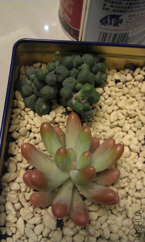 IMAG0273.jpg
