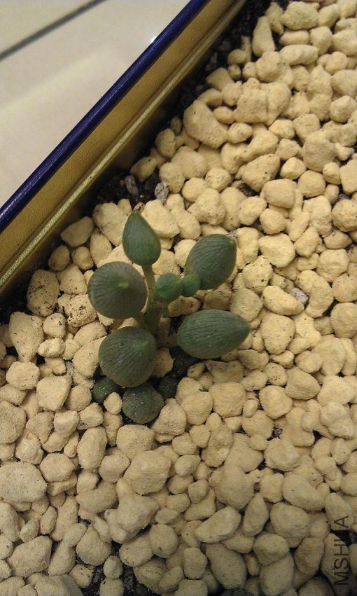 IMAG0275.jpg