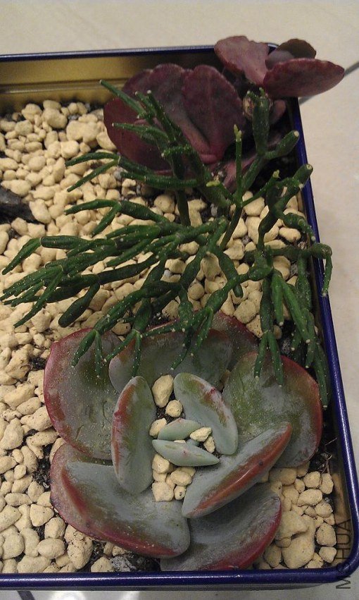 IMAG0276.jpg