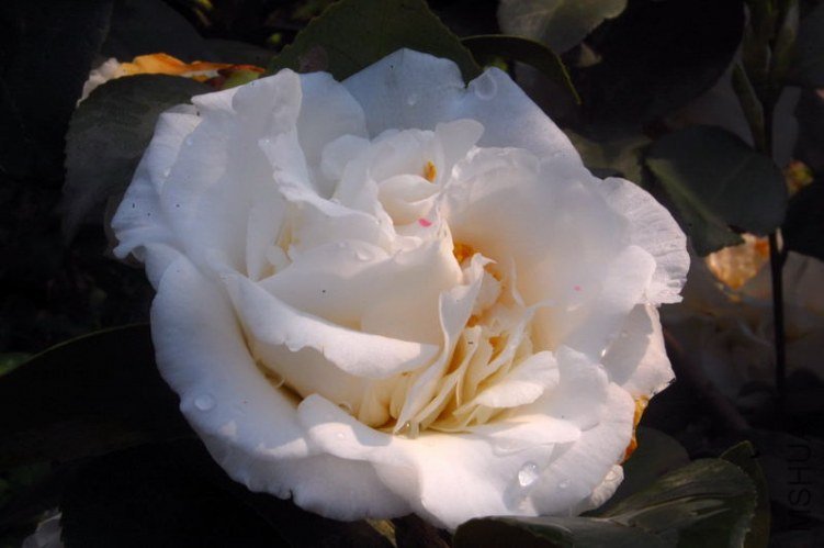 DSC_03280328.JPG