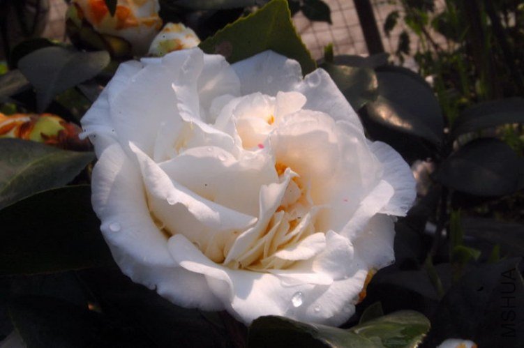 DSC_03240324.JPG