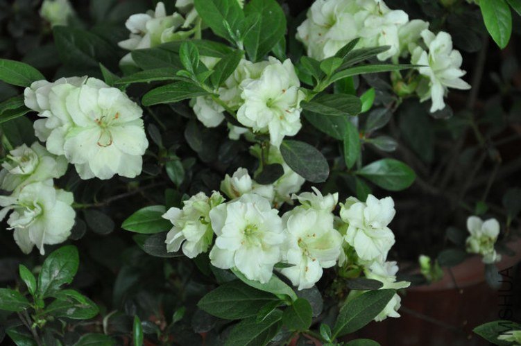 ��ɫ��� 1.JPG