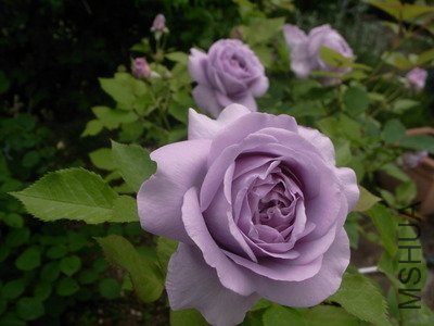 1 (12).jpg