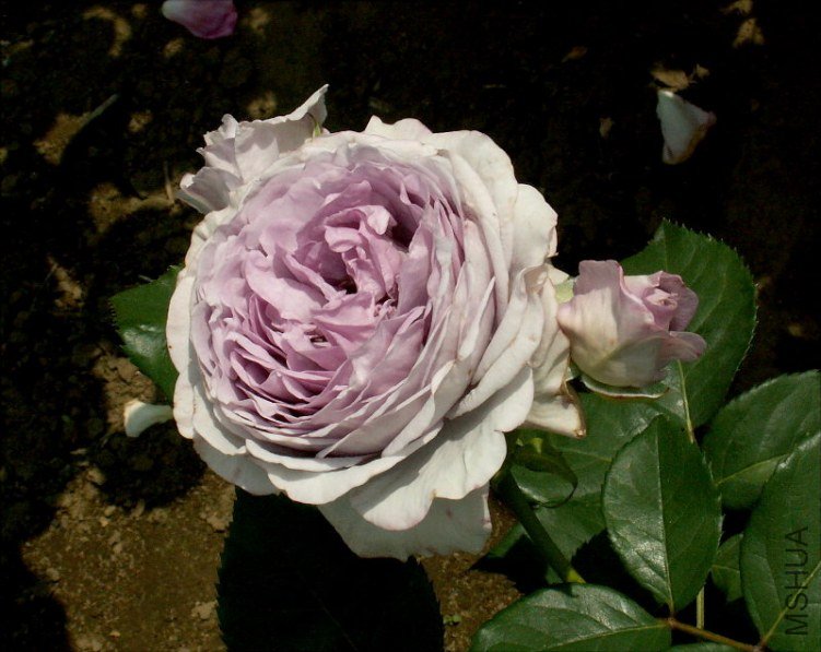 1 (11).jpg