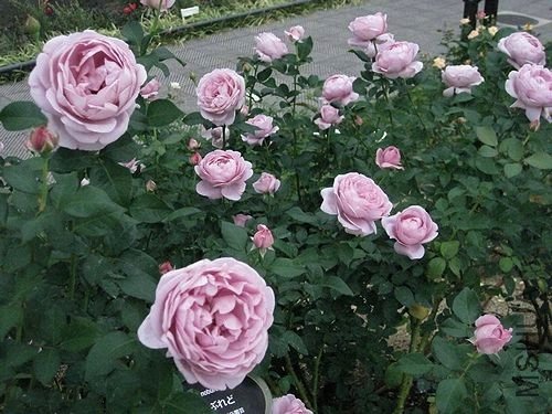 1 (19).jpg