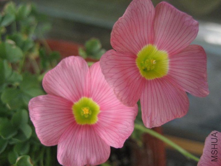 pink 1.jpg