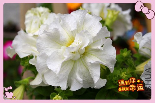 ��Ƭ 014_������ţ��2.jpg