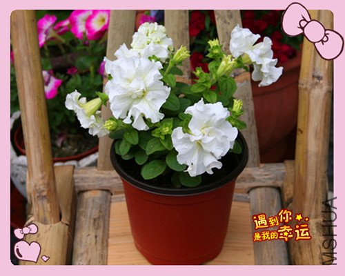 ��Ƭ 012_����������1.jpg