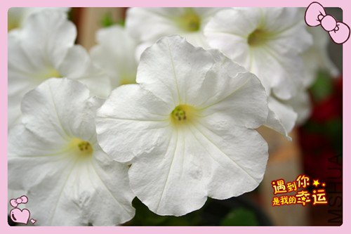 ��Ƭ 016_������ţ��2.jpg