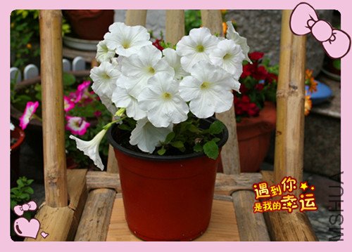 ��Ƭ 015_������ţ��1.jpg