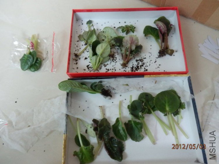 P5030018_800x600.JPG
