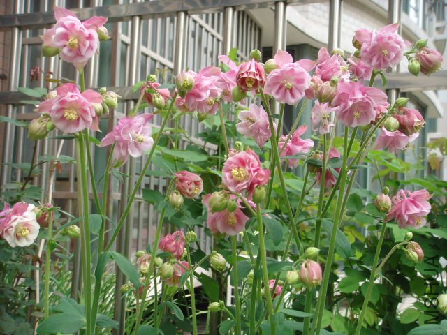 DSC04138.JPG