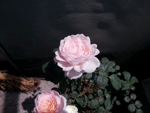 IMG20120517084557.jpg