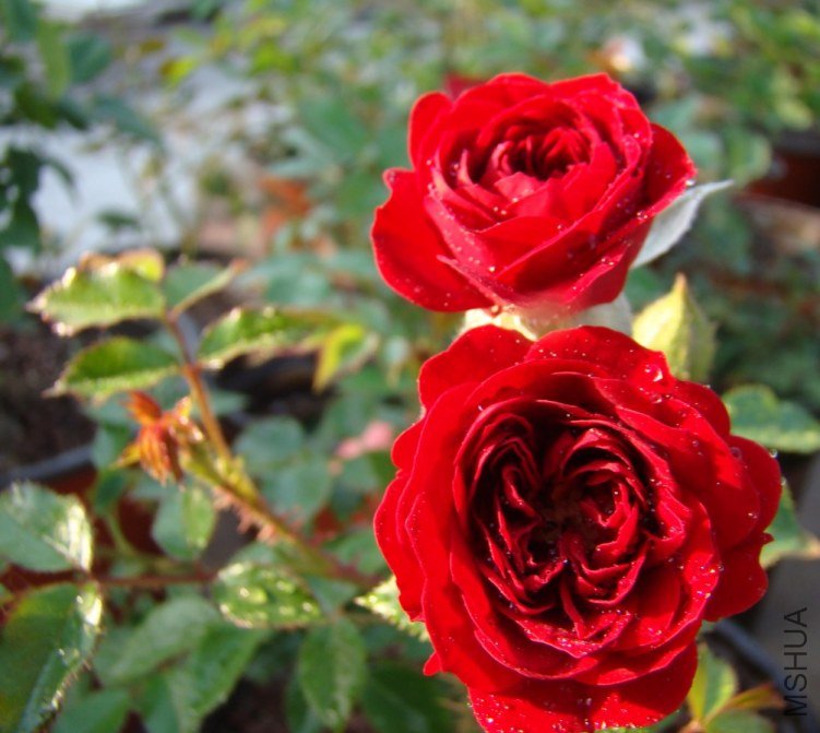 QQ��ͼ20120517105516.jpg