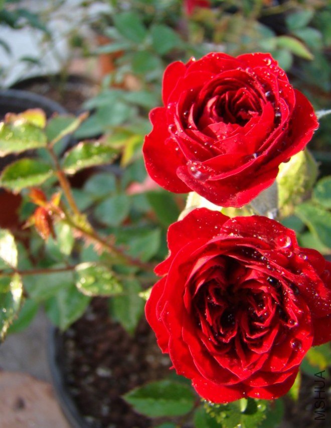 QQ��ͼ20120517105603.jpg