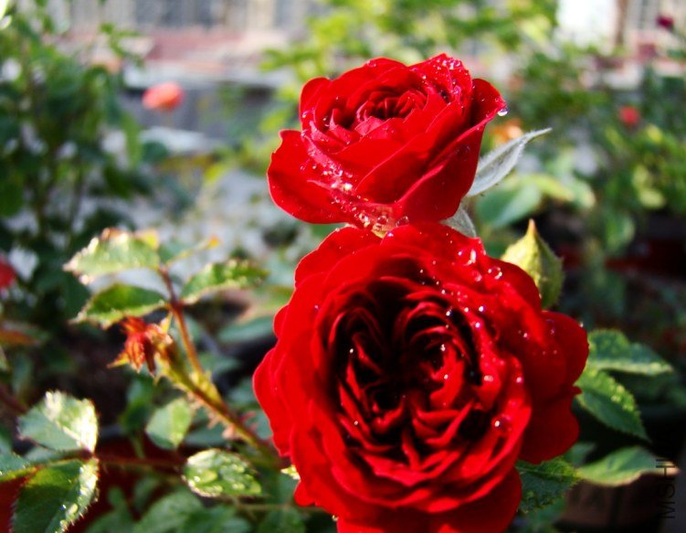 QQ��ͼ20120517105651.jpg