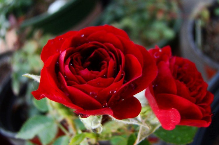 QQ��ͼ20120517105731.jpg