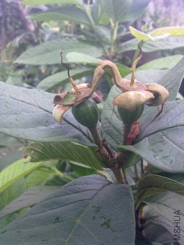 ��ʯ��С��