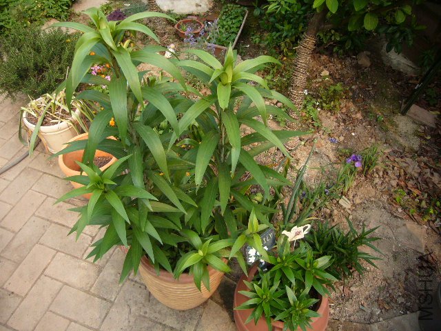 �ٺ�����20120505 001.JPG