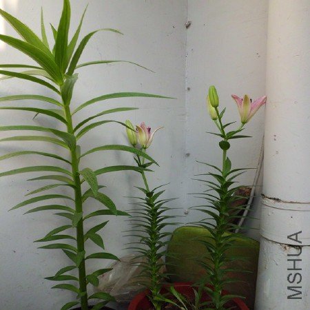 CIMG1194_����.jpg
