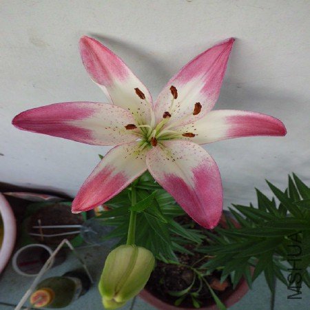 CIMG1196_����.jpg