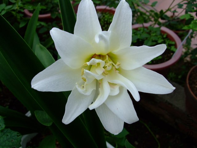 DSCF0338.JPG