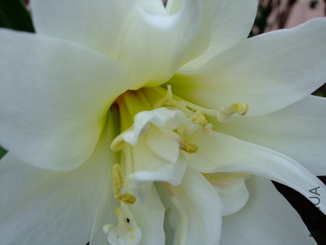 DSCF0339.JPG