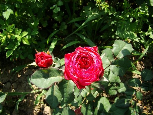 DSC02750.JPG