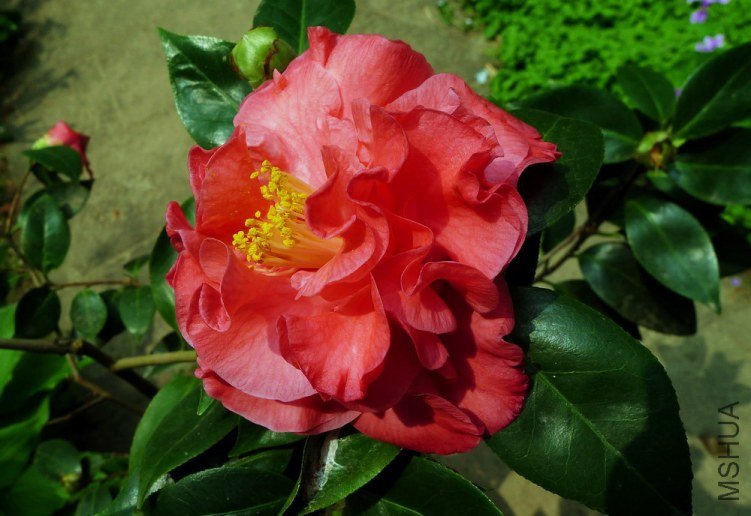 P1520450.jpg