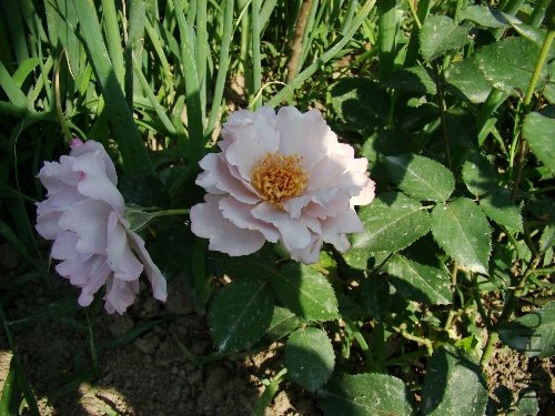 DSC02765.JPG